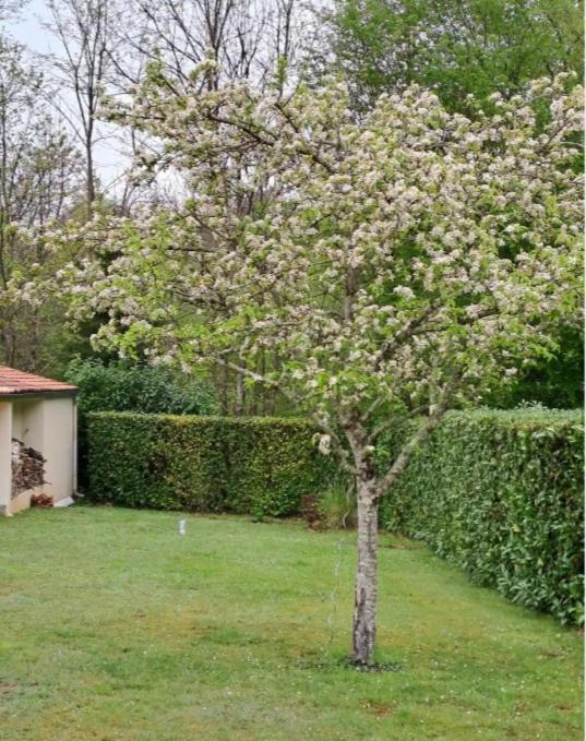 Familiehuis Op Park - Hond Welkom Villa Ecuras Exterior foto